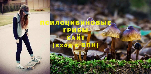 прущие грибы Абаза